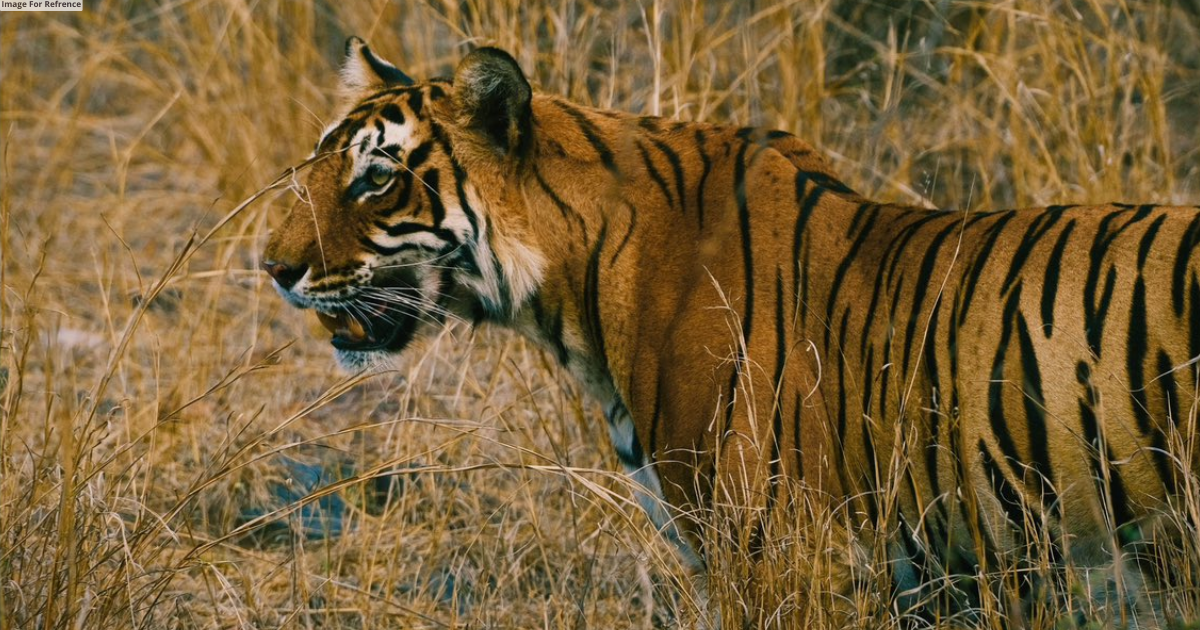 Singapore's mission official spots Tigress 'Shakti' at Ranthambore National Park